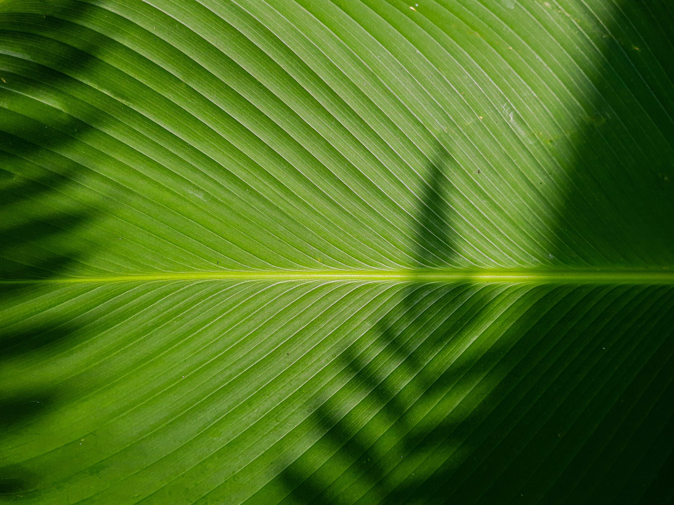 Beautiful,Banana,Leaf,Background,With,Fern,Shadow,,Bright,Green,Banana
